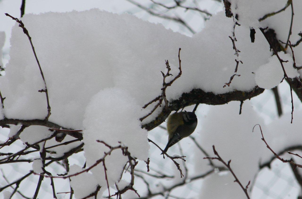 Sotto la bufera di neve...